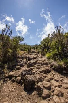 Stony path beetween shrubbery under blue sky Stock Photos