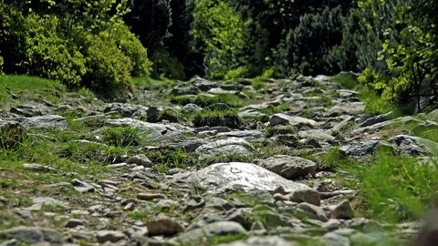 A stony path in a forest 스톡 동영상 73413823
