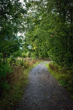 Stony path through a forest in summer Stock-Fotos
