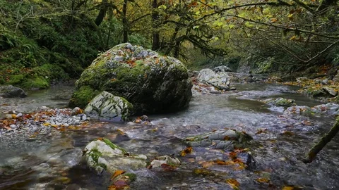 Stony Psaho river streams through the deep autumn box forest in Caucasus 4K Stock Footage 82412965