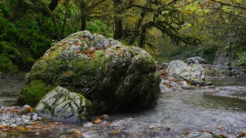 Stony Psaho river streams through the deep autumn box forest in Caucasus 4K Stock Footage 84566070