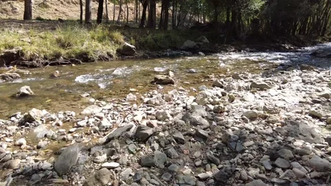 Stony riverbed among trees 4K Stockbeeldmateriaal 162495953