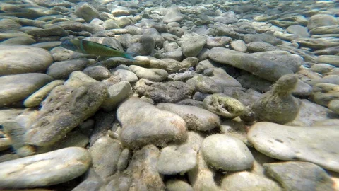 Stony sea bottom, floating, fish, Thalassoma pavo Stock Footage 113873009