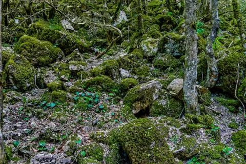 The stony slope Stock Photos