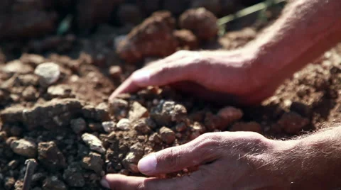 Stony Soil In Palms Stock Footage 52503098