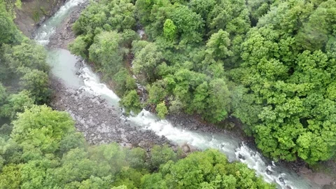 Stony Stream Curving Under a Dense Green Tree Canopy 스톡 동영상 347506956