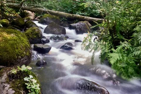 Stony stream in the forest area Stock Photos