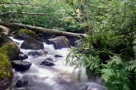Stony stream in the forest area Stock Photos