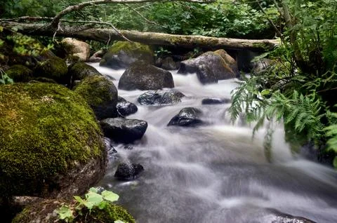 Stony stream in the forest area Stock Photos