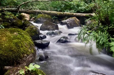 Stony stream in the forest area Stock Photos