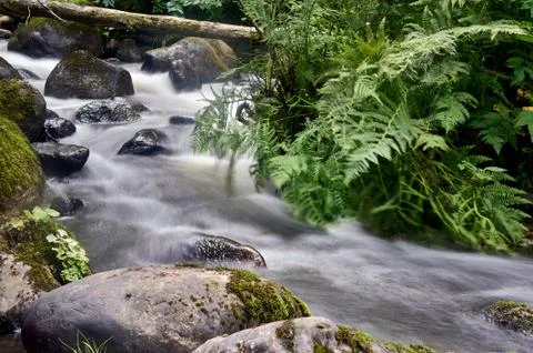 Stony stream in the forest area Stock Photos