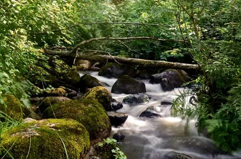 Stony stream in the forest area Stock Photos