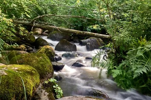 Stony stream in the forest area Stock Photos