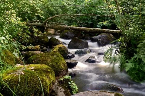 Stony stream in the forest area Stock Photos