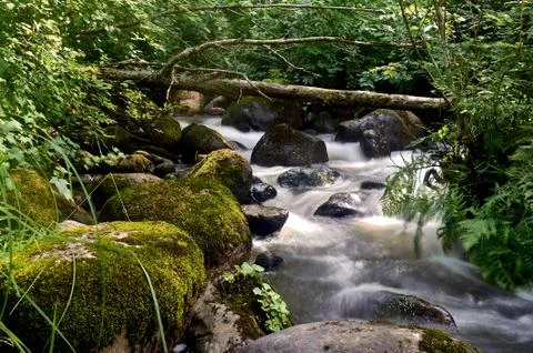 Stony stream in the forest area Stock Photos