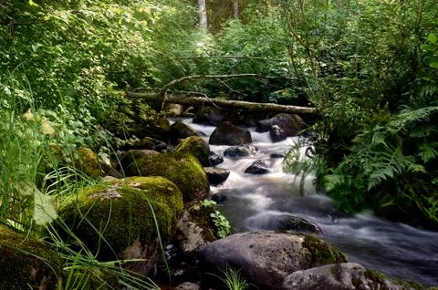 Stony stream in the forest area Stock Photos