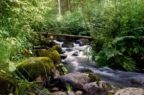 Stony stream in the forest area Stock Photos