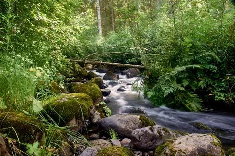 Stony stream in the forest area Stock Photos