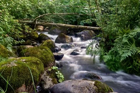 Stony stream in the forest area Stock Photos