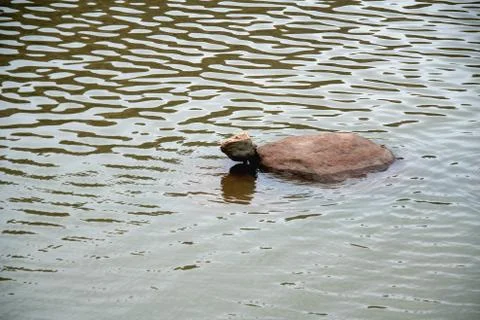 Stony Tortoise Stock Photos