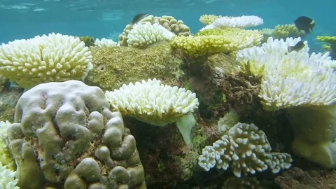 Stony white corals Stock Footage 74061580