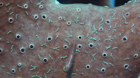 Stonycoral ghostgoby Stock Footage 40678098