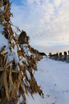 Stooked corn stalks lined up in the field on a peaceful evening in the snow Stock Photos