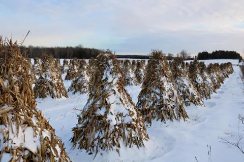 Stooked corn stalks lined up in the field in the snow Stock Photos
