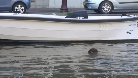 Stool floats in the river Stock Footage 203714517