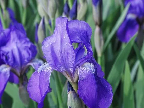 Stool iris flower in Romania. Iris aphylla Fotos Stock