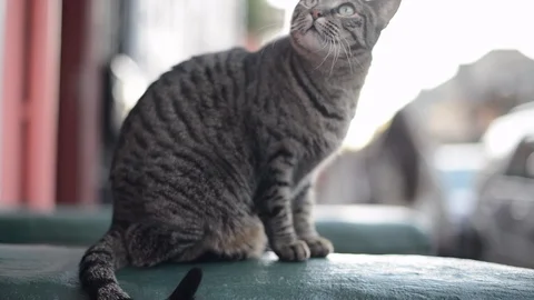 Stoop Cat Stock Footage 86296690