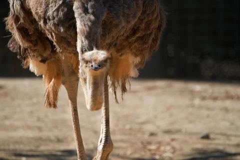 Stooped ostrich Stock Photos