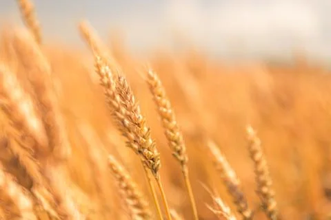Stooped wheat spikelets. Stock Photos