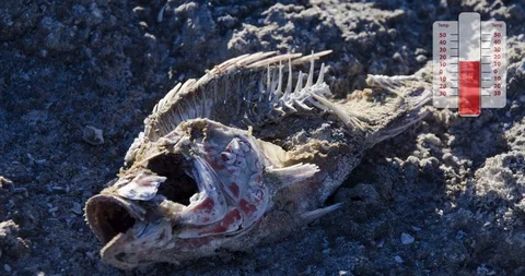 Stop Global Warming - Pollution, Effects on Animals with Rising Thermometer Stock Footage 122041931