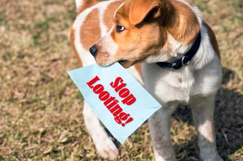 Stop Looting Now. Stock Photos