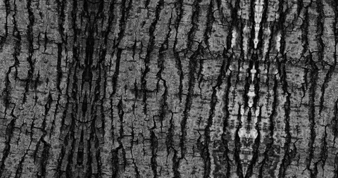 Stop motion animated wood texture background or luma matte Stock-Footage 101173737