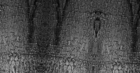 Stop motion animated wood texture background or luma matte Stock-Footage 101174199