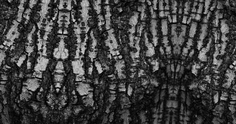 Stop motion animated wood texture background or luma matte Stock-Footage 101174259