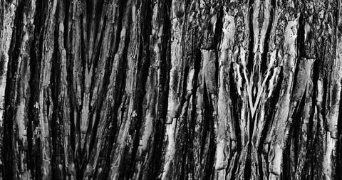 Stop motion animated wood texture background or luma matte Stock-Footage 101176494