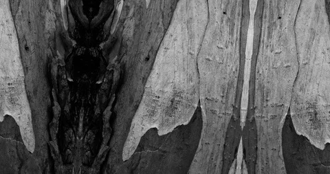 Stop motion animated wood texture background or luma matte Stock-Footage 101178454