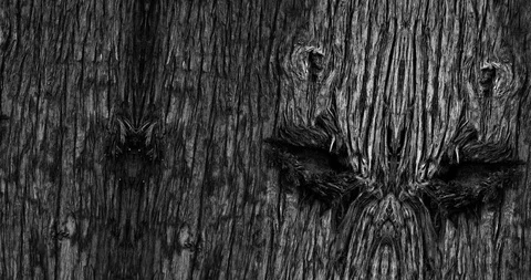 Stop motion animated wood texture background or luma matte Stock-Footage 101178813