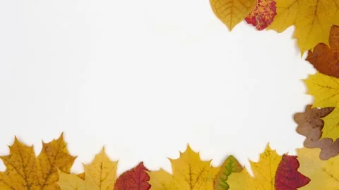 Stop motion animation with dry autumn leaves appearing on a white background  Stock Footage 290873287