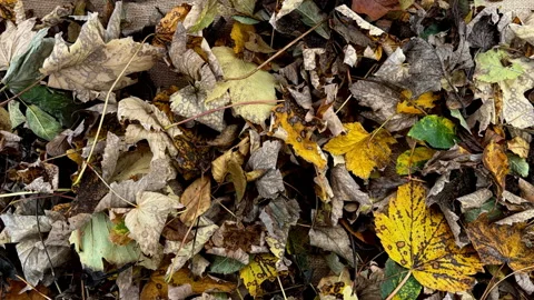Stop Motion Animation of Dry Autumn Leaves Moving on the Ground2 Stock Footage 330666730