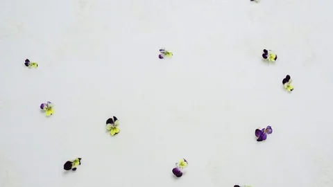 Stop motion animation of edible violet flower blossoms Stock Footage 85272367