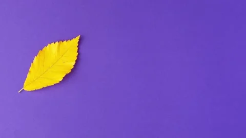 Stop motion animation flat lay of yellow autumn leaf changing their position Stock Footage