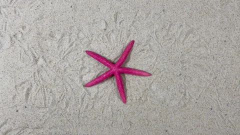 Stop Motion Animation of a Large Red Starfish on a Sand Background Video stock 326205708