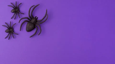 Stop motion animation of one big and two tiny black artificial spiders Video stock 163560294