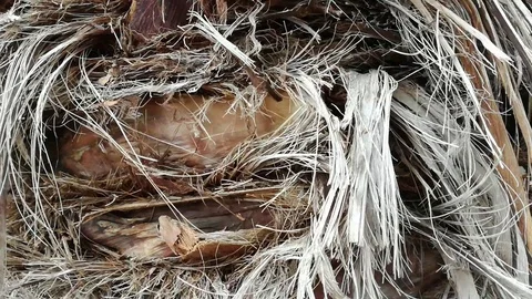 Stop motion animation of palm bark rotates Stock Footage 117423456