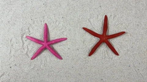 Stop Motion Animation of Pink and Red Starfish on a Sand Background Video stock 326165264