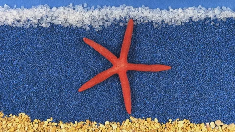 Stop Motion Animation of a Red Starfish on a Blue Stone Background Stock Footage 330667335